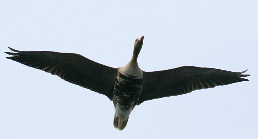   Anser albifrons White-fronted Goose