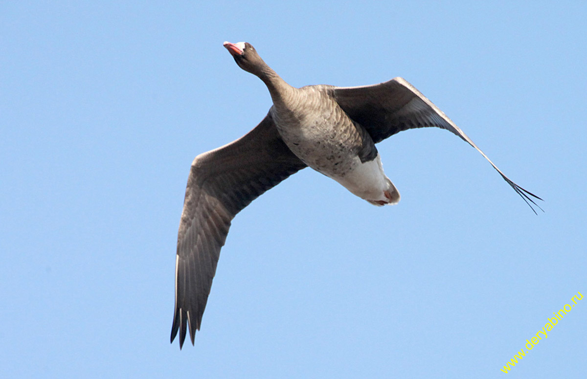   Anser albifrons White-fronted Goose