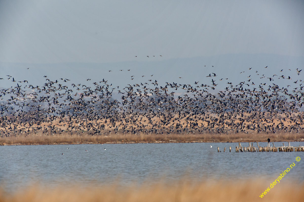   Anser albifrons White-fronted Goose