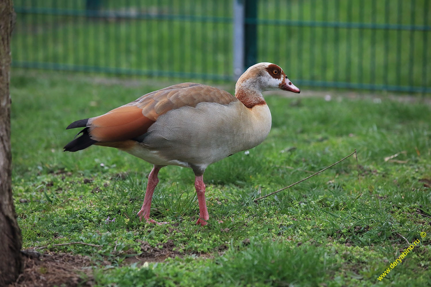    Alopochen aegyptiacus Egyptian goose