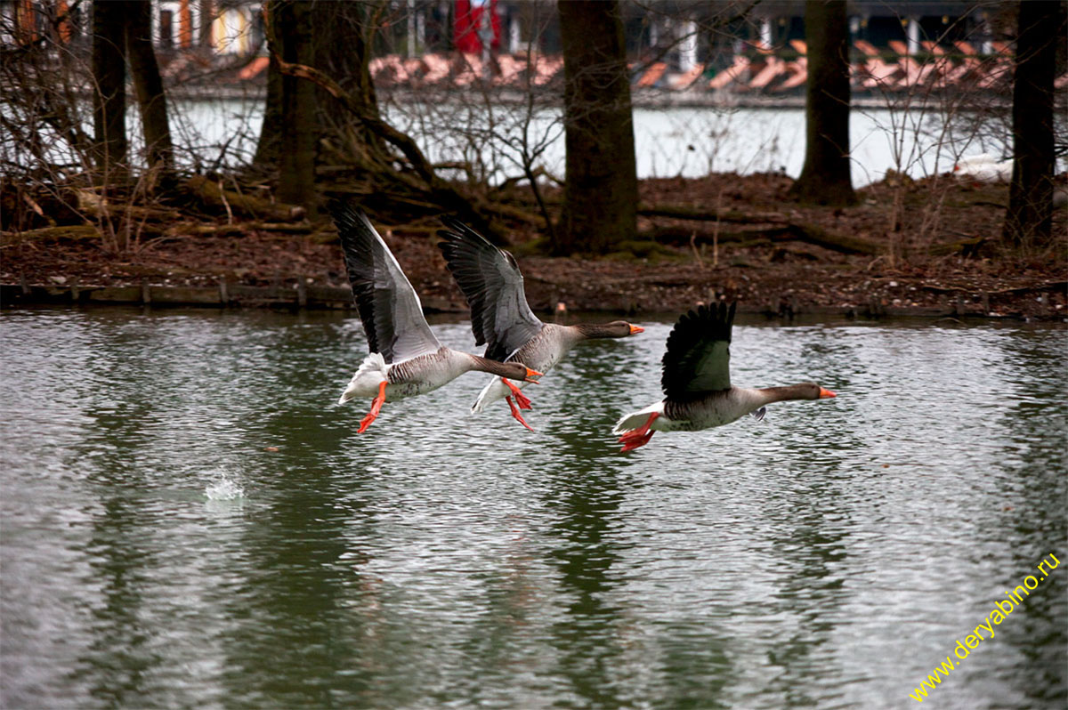 Гусь серый Anser Greylag Goose