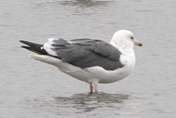  ( ) Larus heuglini Heuglin's Gull