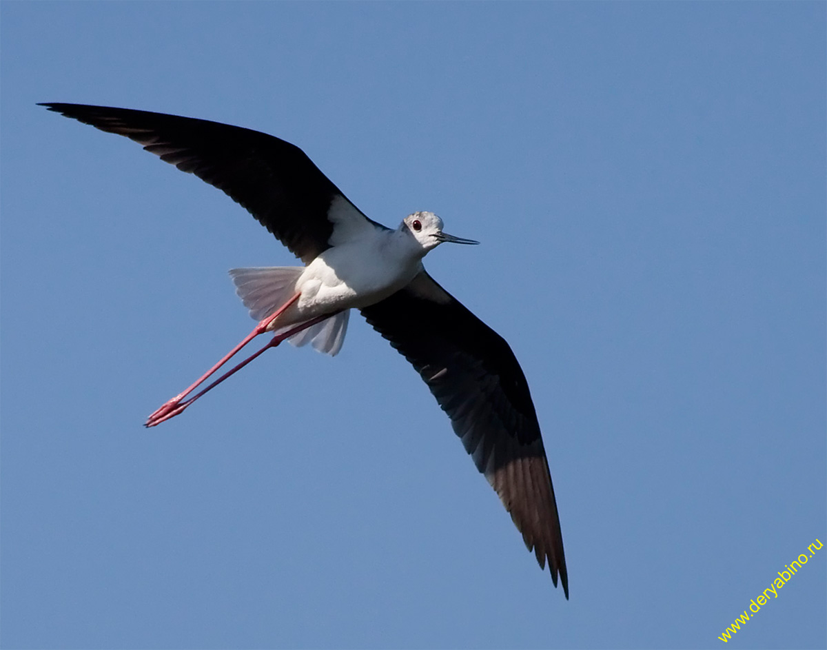  Himantopus himantopus Black-winged stilt