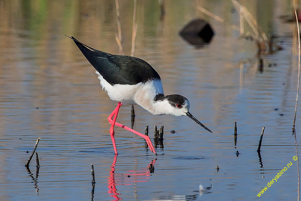  Himantopus himantopus Black-winged stilt