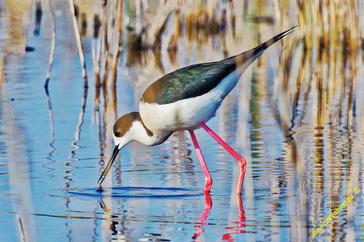  Himantopus himantopus Black-winged stilt