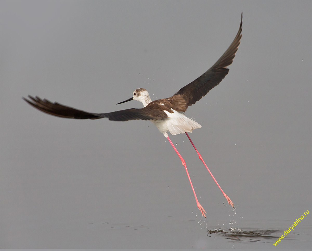  Himantopus himantopus Black-winged stilt