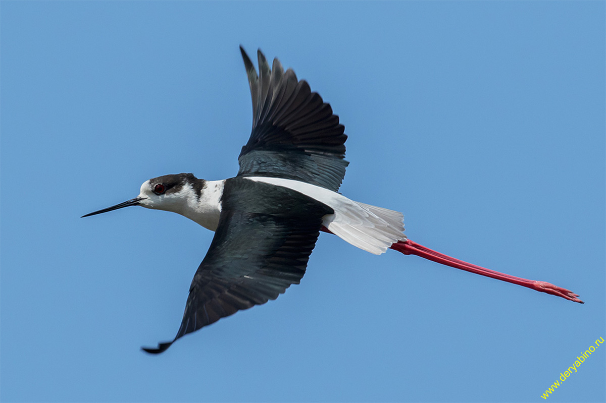  Himantopus himantopus Black-winged stilt