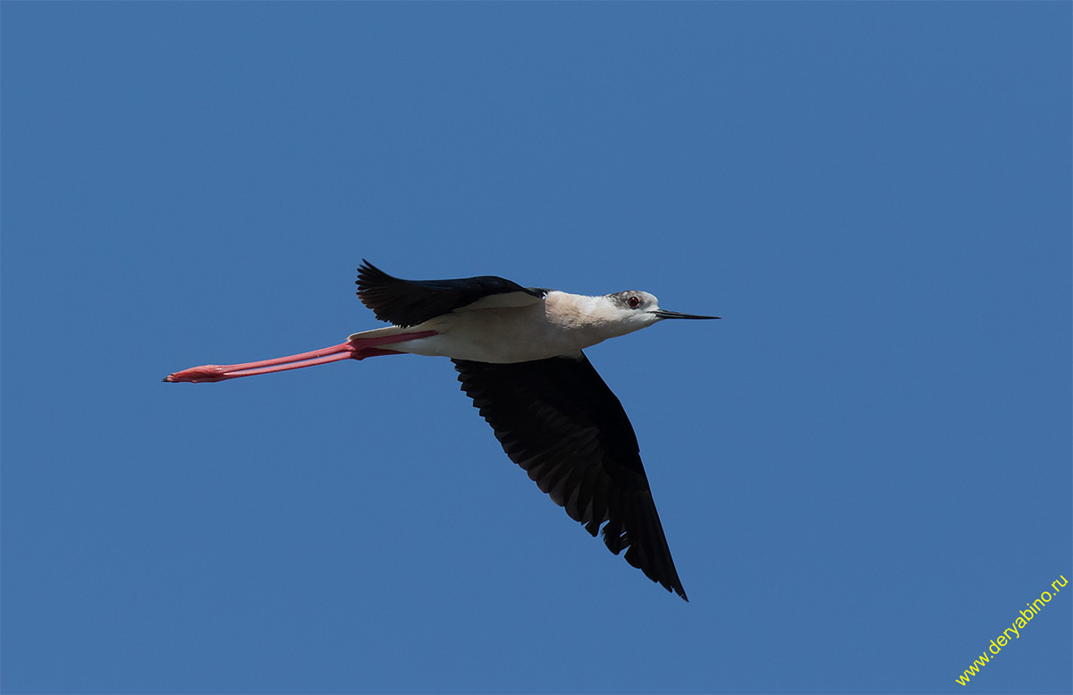  Himantopus himantopus Black-winged stilt