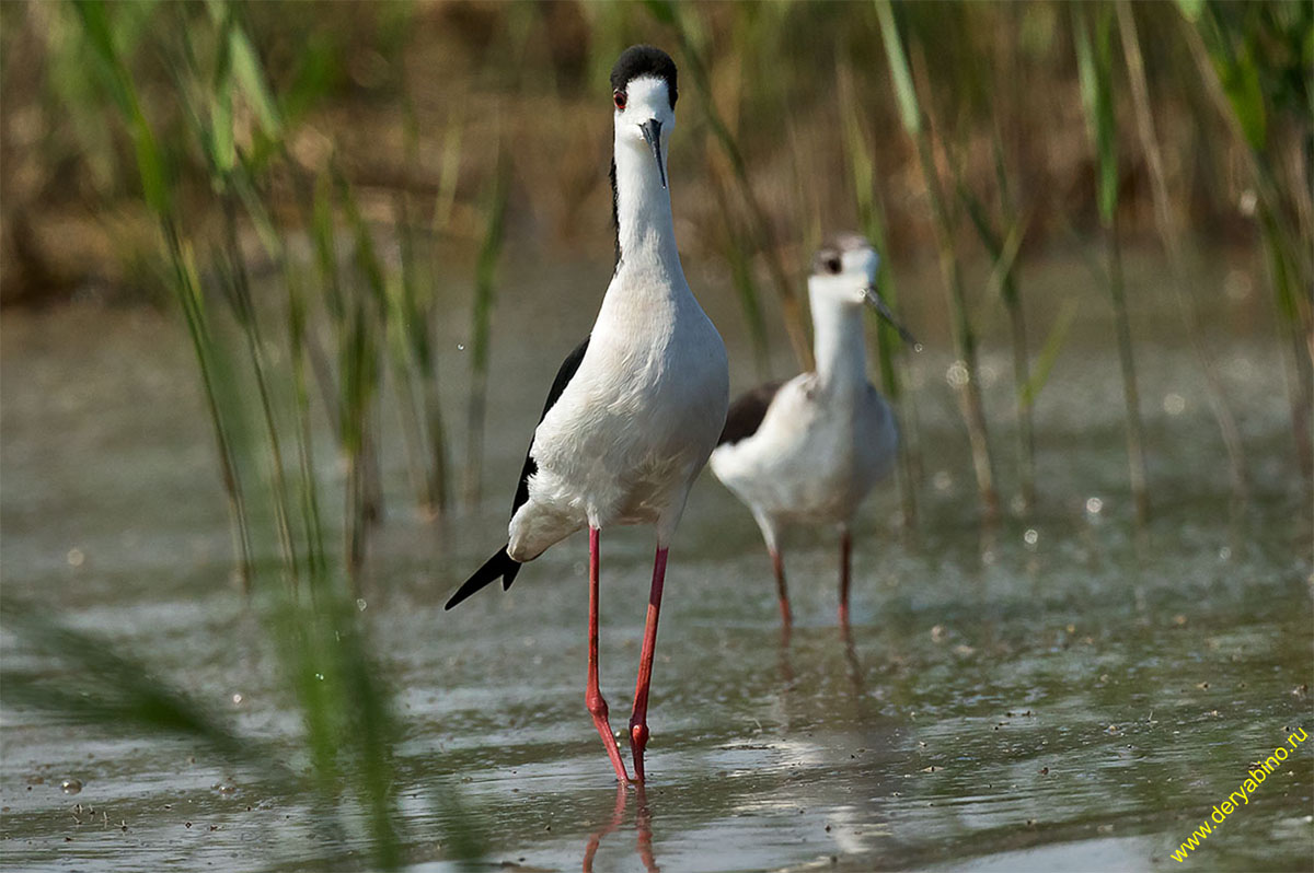  Himantopus himantopus Black-winged stilt