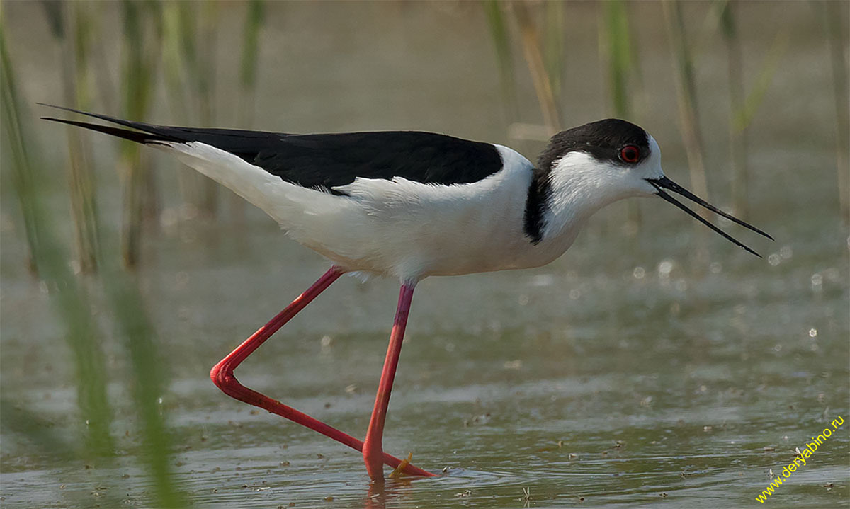  Himantopus himantopus Black-winged stilt