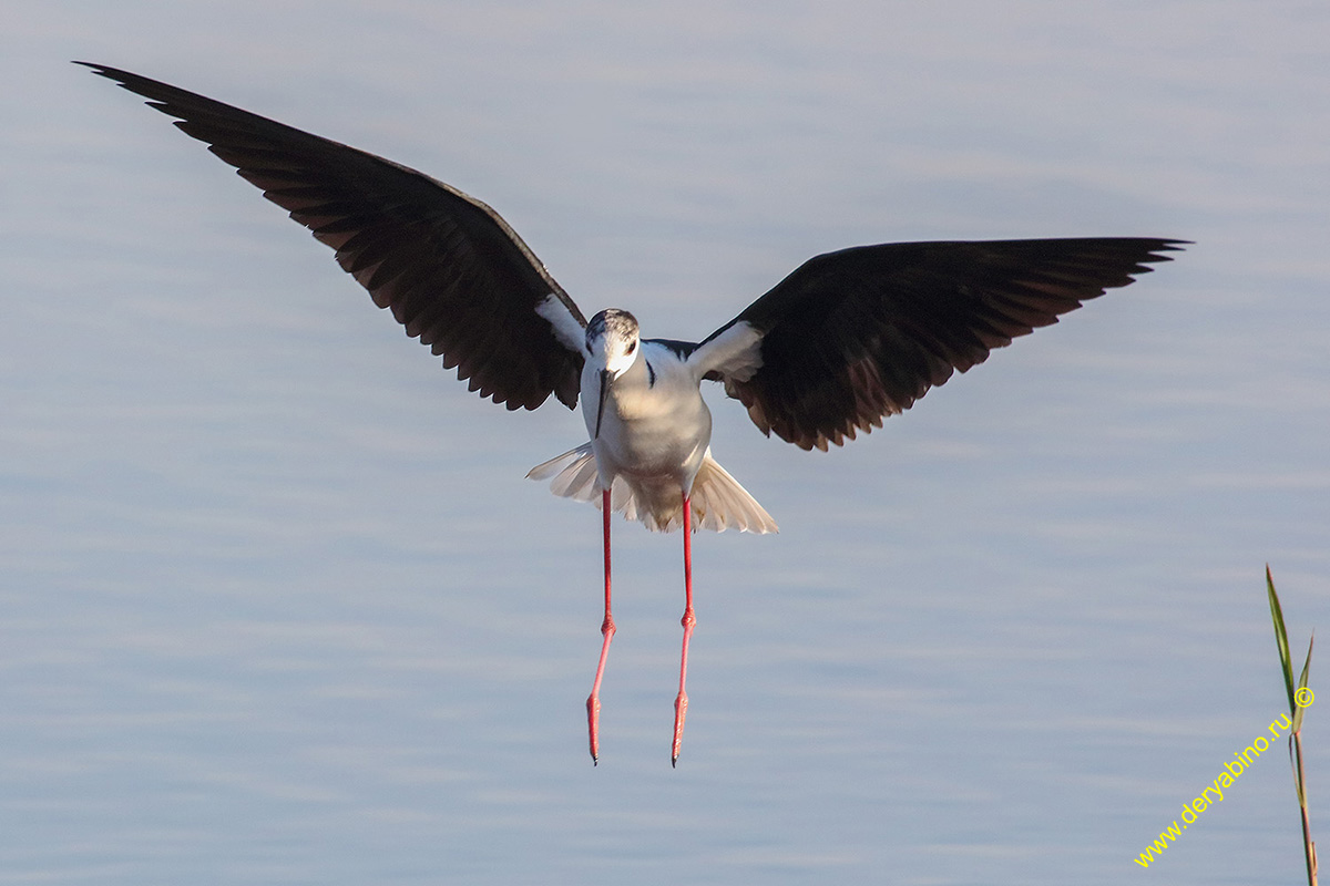  Himantopus himantopus Black-winged stilt