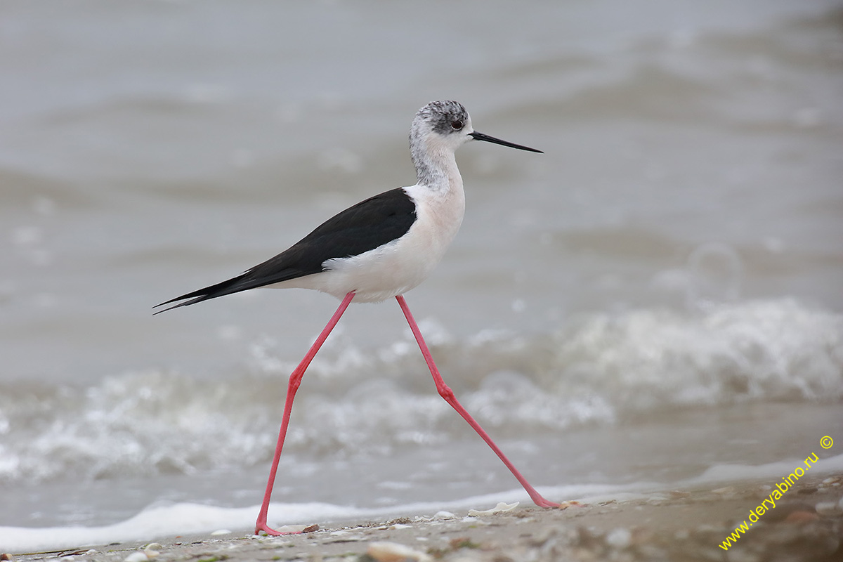  Himantopus himantopus Black-winged stilt