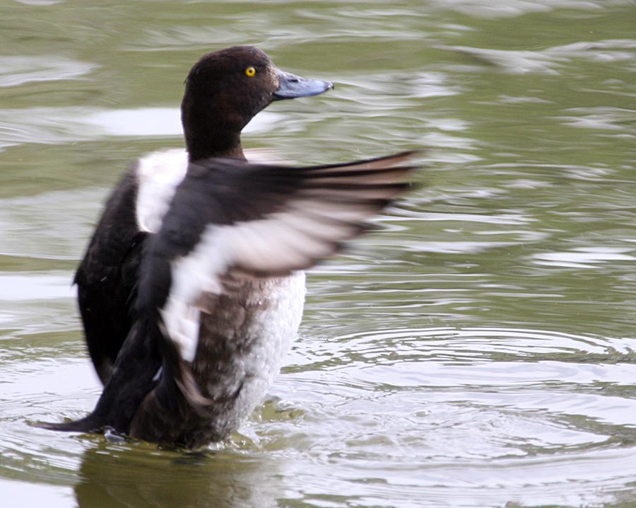   Aythya fuligula Tufted Duck