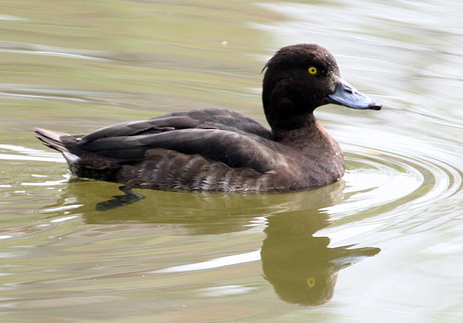   Aythya fuligula Tufted Duck