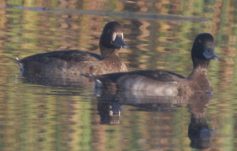   Aythya fuligula Tufted Duck