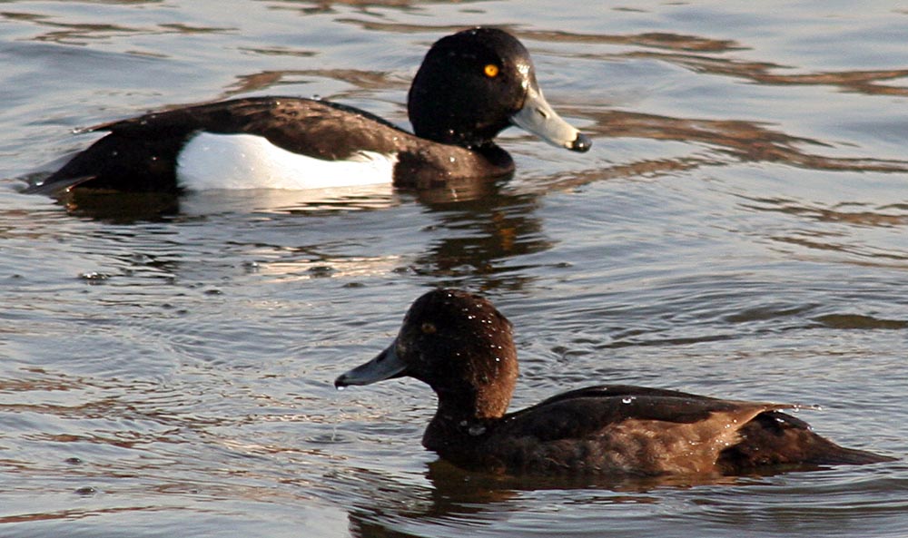   Aythya fuligula Tufted Duck