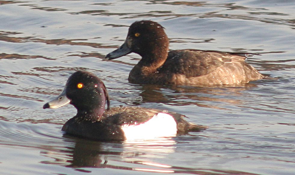   Aythya fuligula Tufted Duck