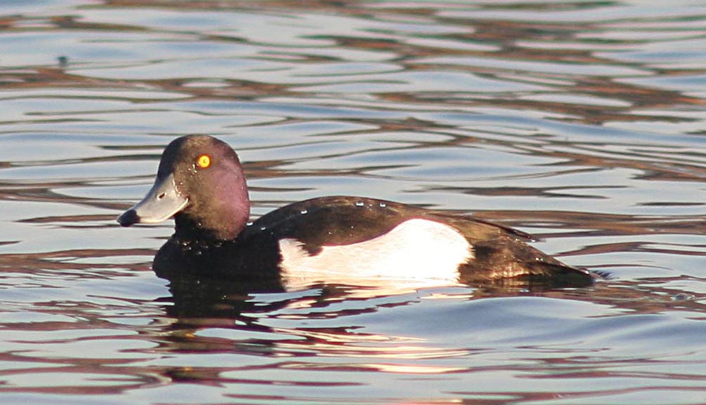   Aythya fuligula Tufted Duck