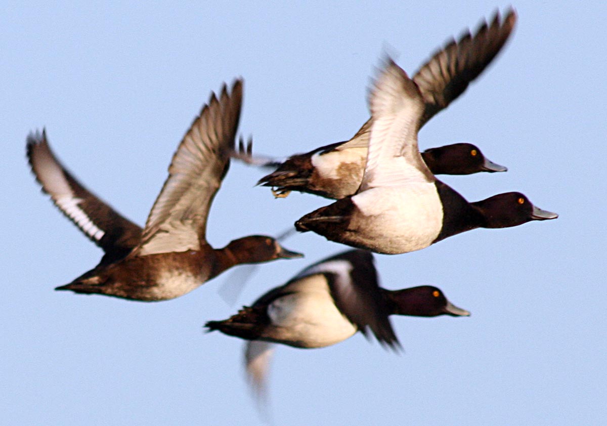   Aythya fuligula Tufted Duck