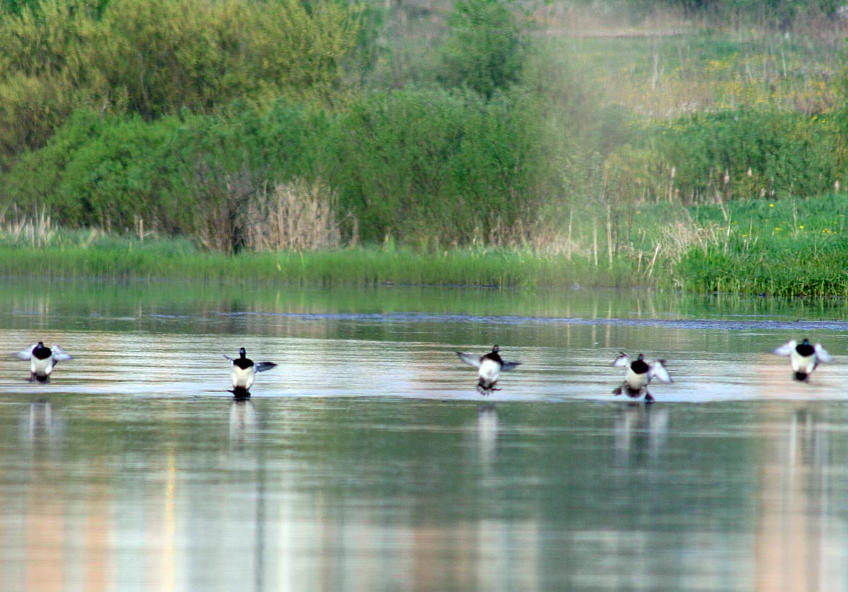   Aythya fuligula Tufted Duck