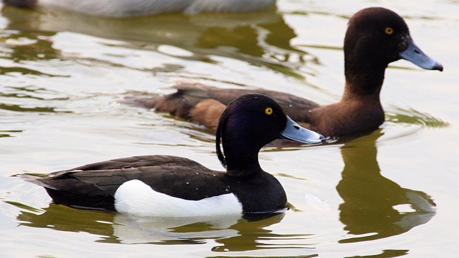   Aythya fuligula Tufted Duck