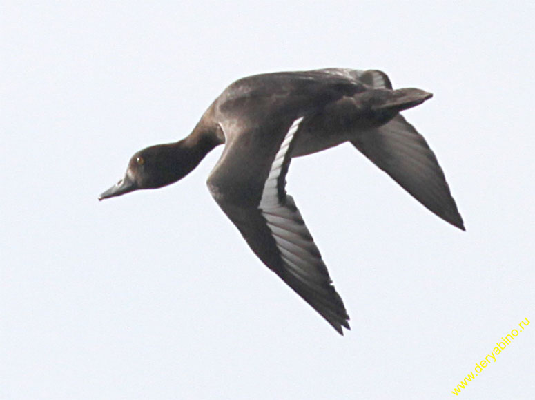   Aythya fuligula Tufted Duck