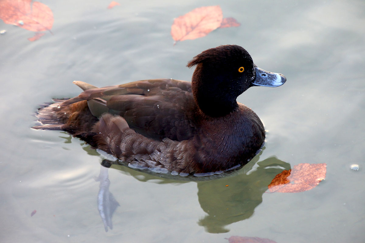   Aythya fuligula Tufted Duck