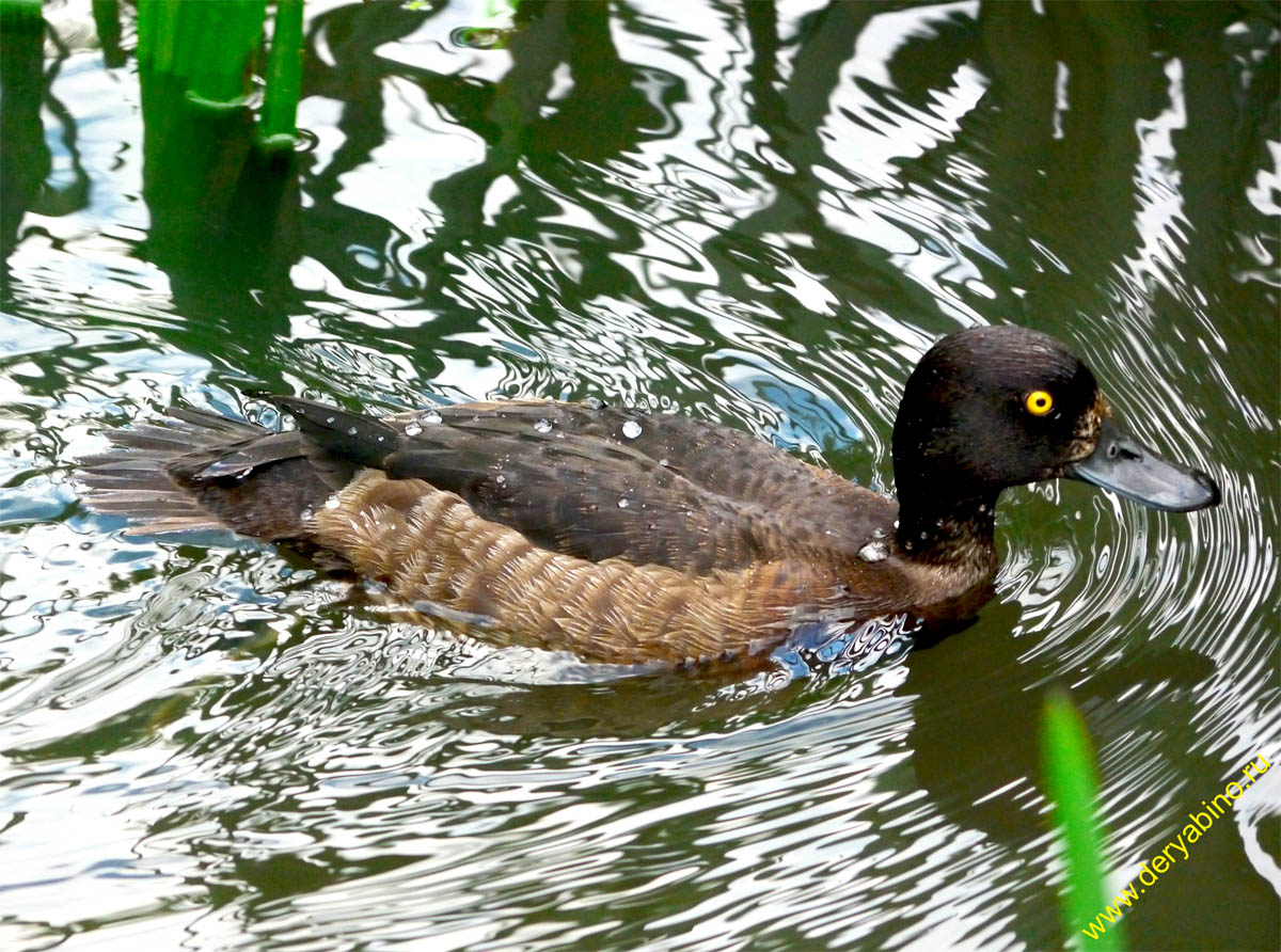   Aythya fuligula Tufted Duck