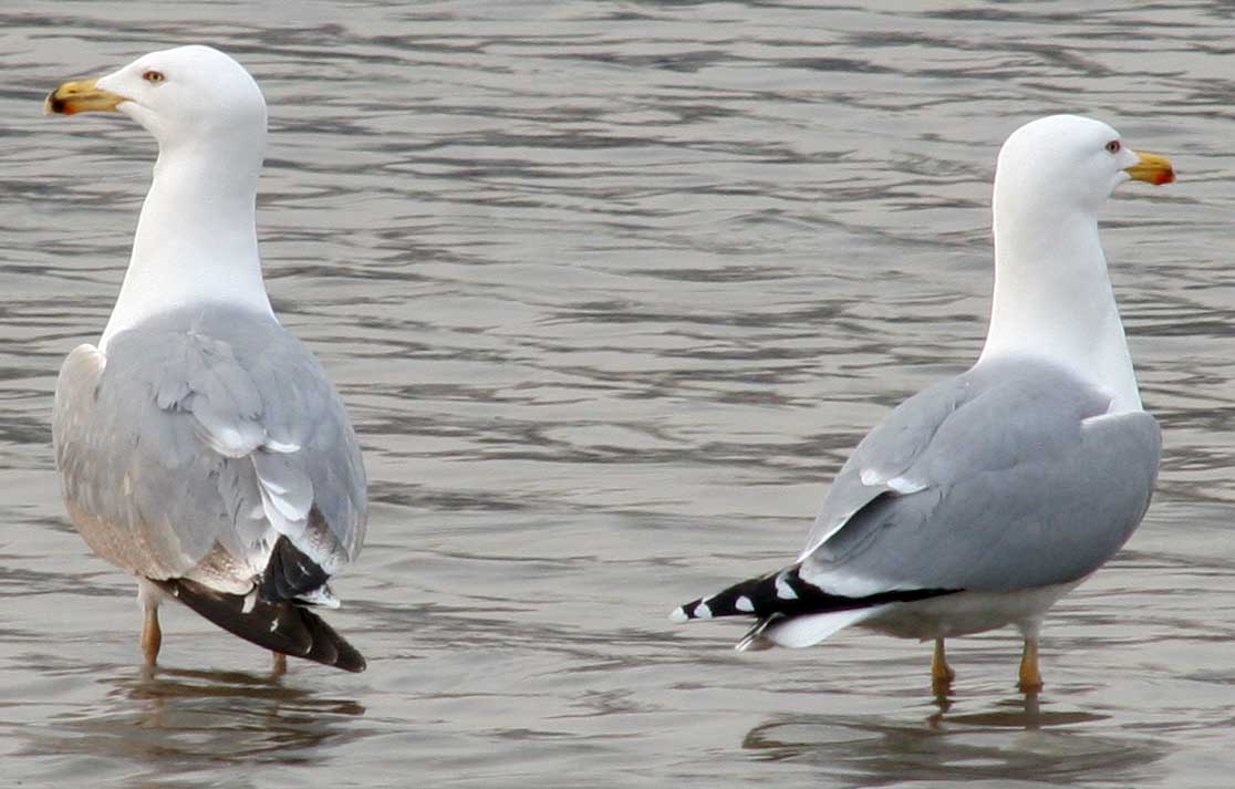  Larus cachinnans Yellow-legged Gull