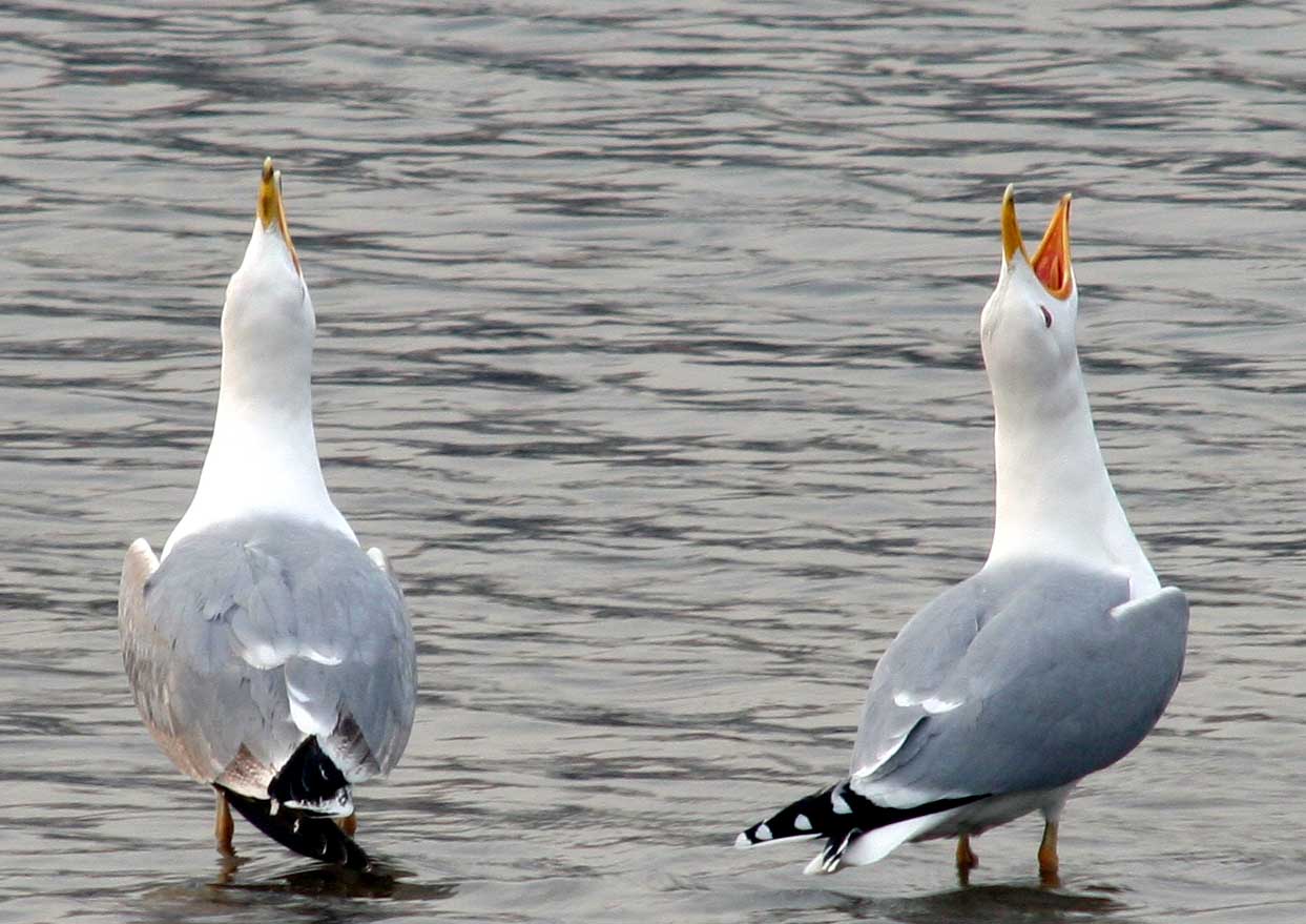 Хохотунья Larus cachinnans Yellow-legged Gull