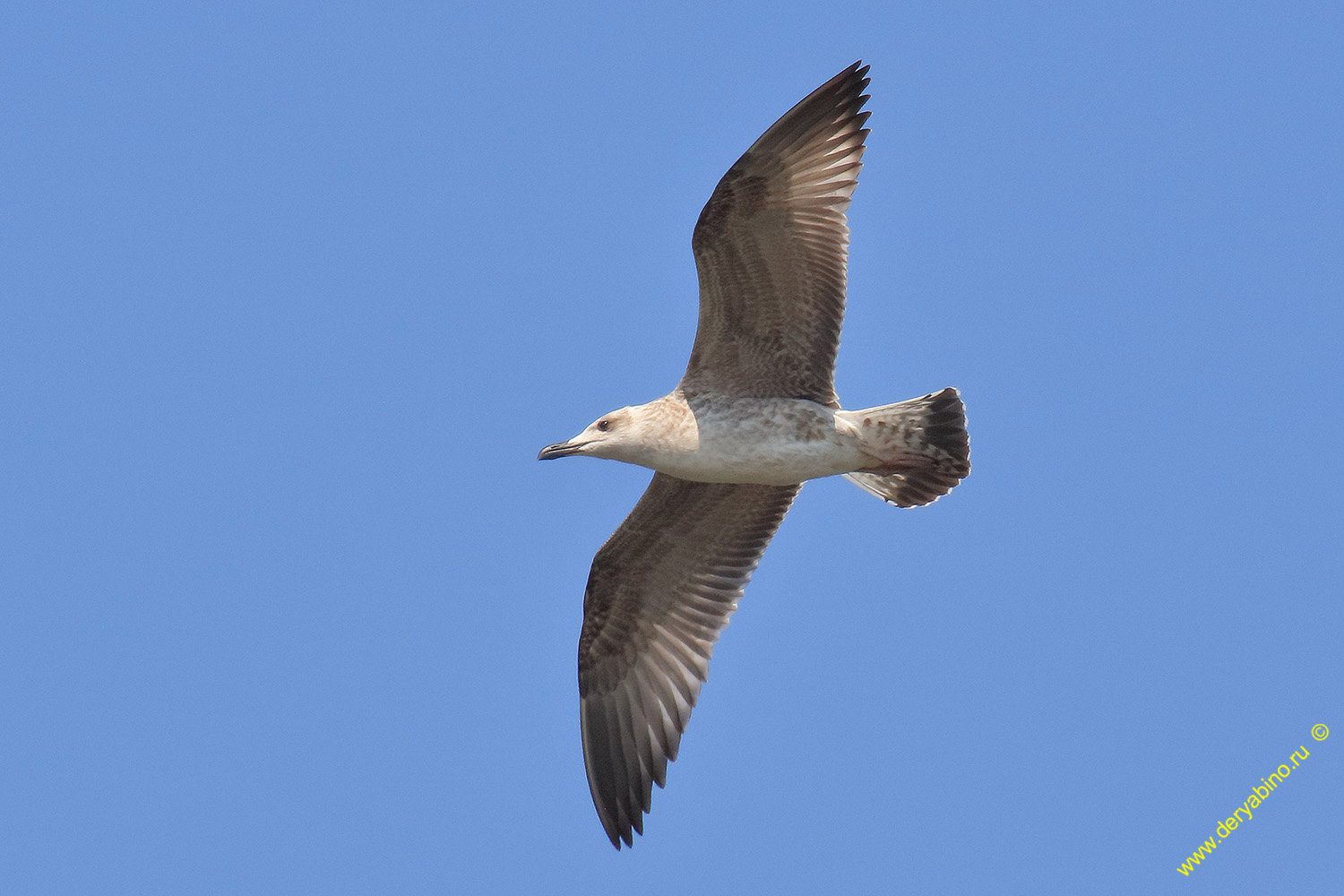  Larus cachinnans Yellow-legged Gull