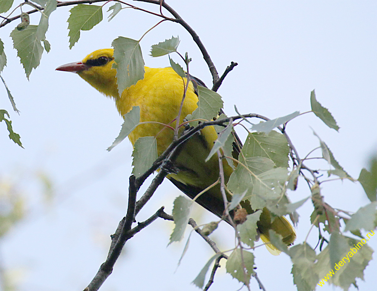  Oriolus oriolus Eurasian Golden Oriole