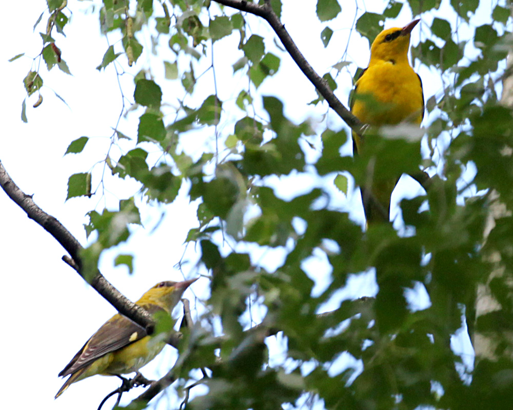  Oriolus oriolus Eurasian Golden Oriole