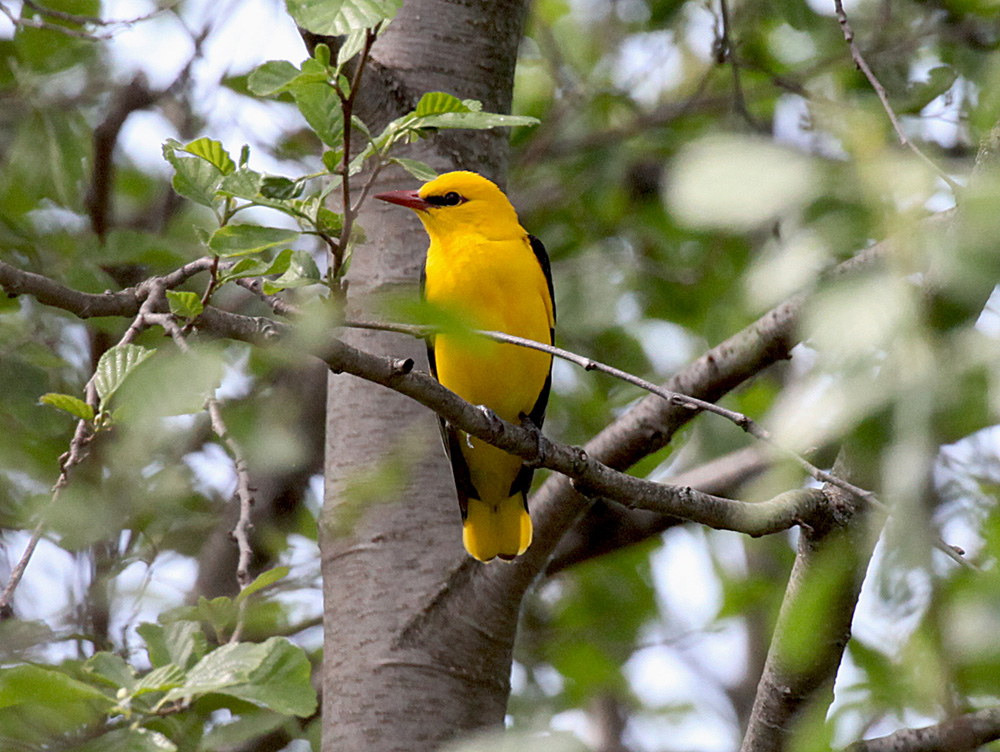  Oriolus oriolus Eurasian Golden Oriole