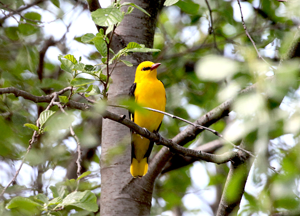  Oriolus oriolus Eurasian Golden Oriole