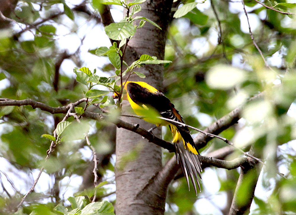  Oriolus oriolus Eurasian Golden Oriole