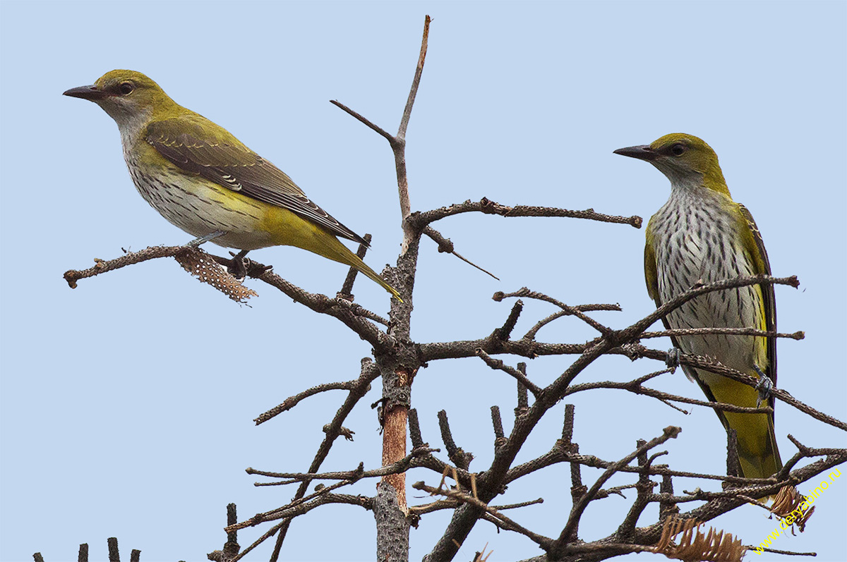  Oriolus oriolus Eurasian Golden Oriole