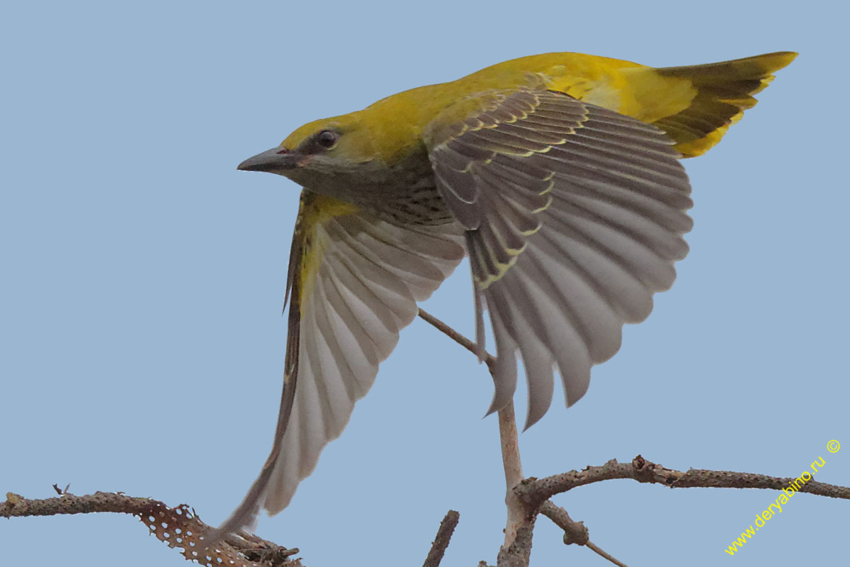  Oriolus oriolus Eurasian Golden Oriole