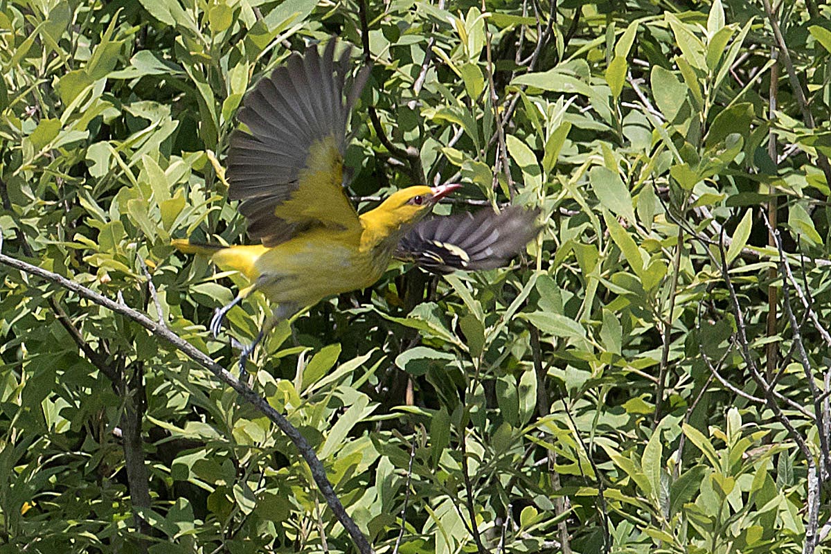  Oriolus oriolus Eurasian Golden Oriole