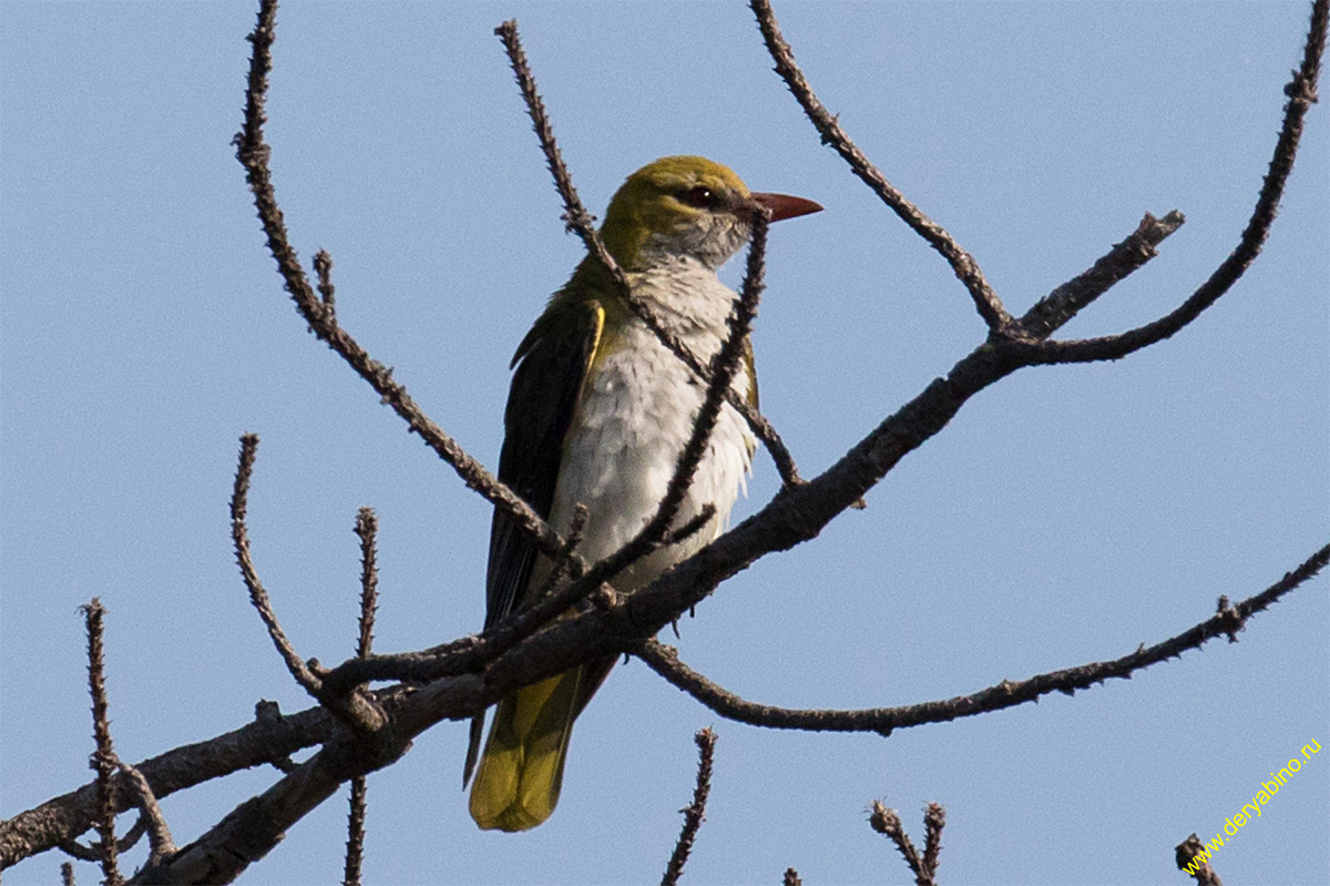  Oriolus oriolus Eurasian Golden Oriole