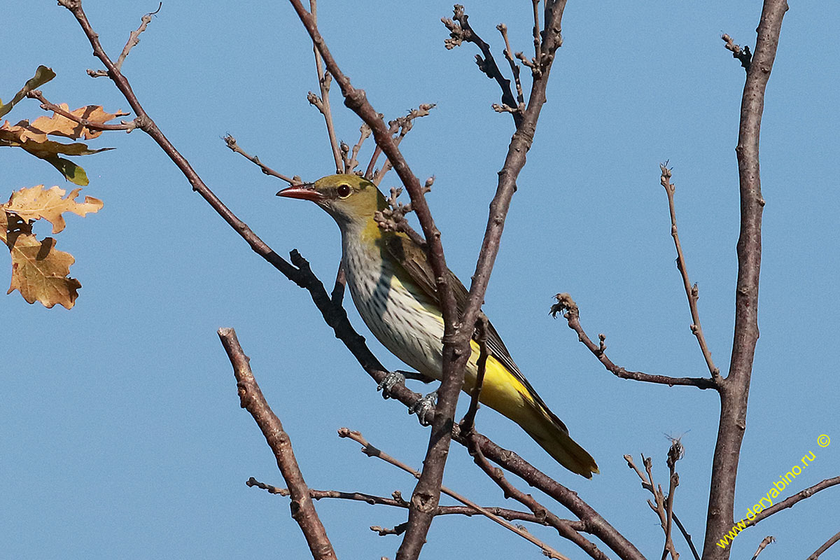  Oriolus oriolus Eurasian Golden Oriole