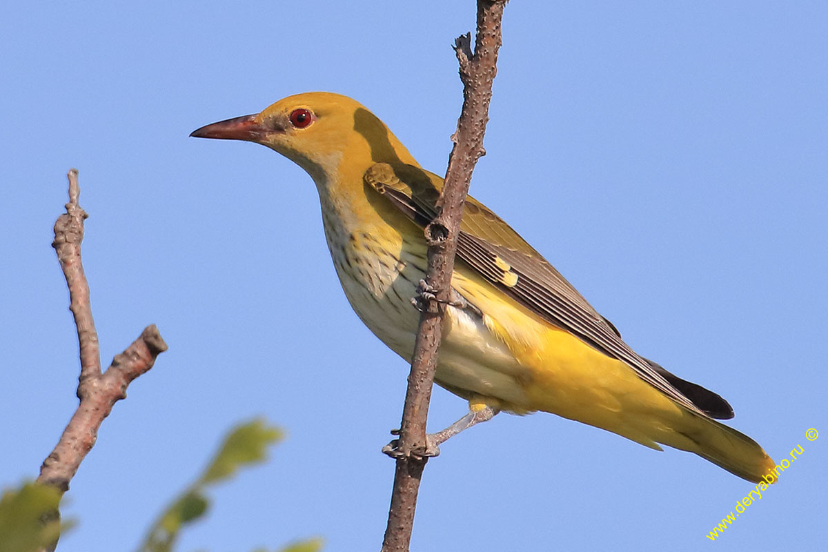  Oriolus oriolus Eurasian Golden Oriole