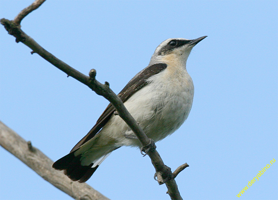   Oenanthe oenanthe Northern Wheatear