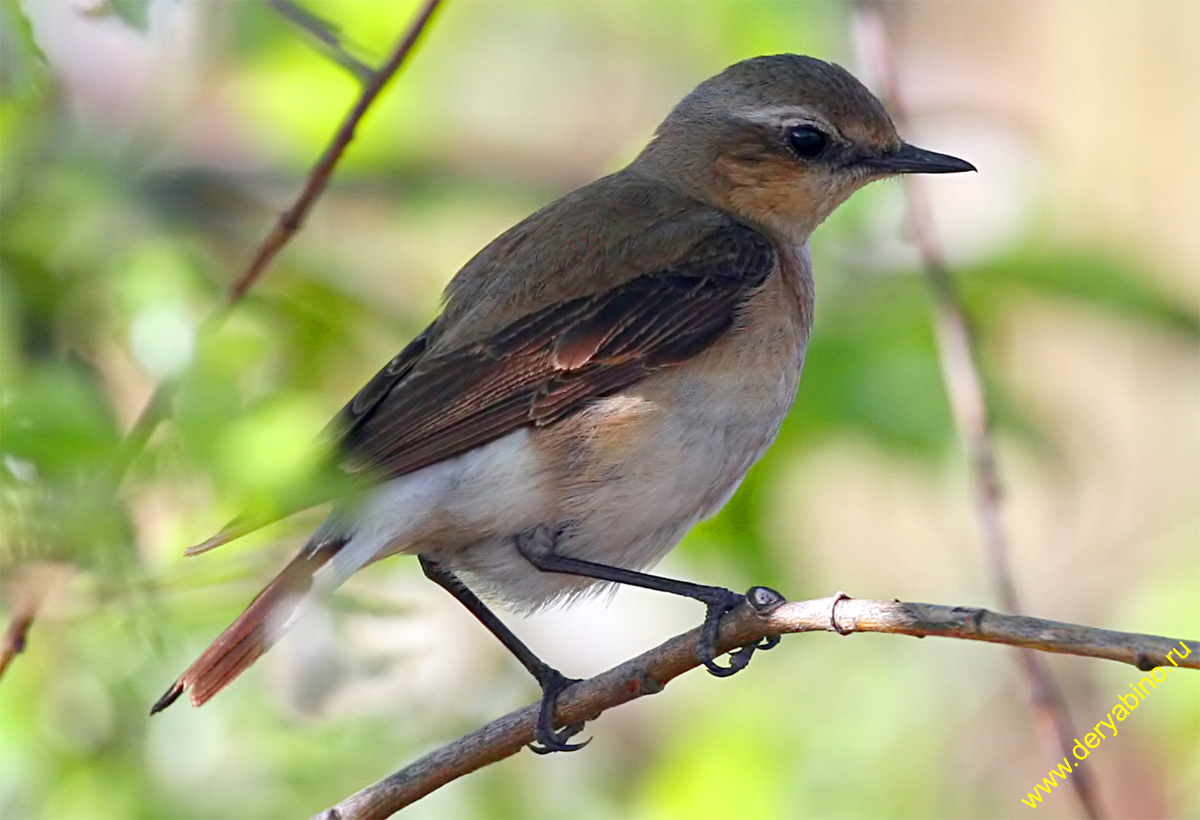   Oenanthe oenanthe Northern Wheatear