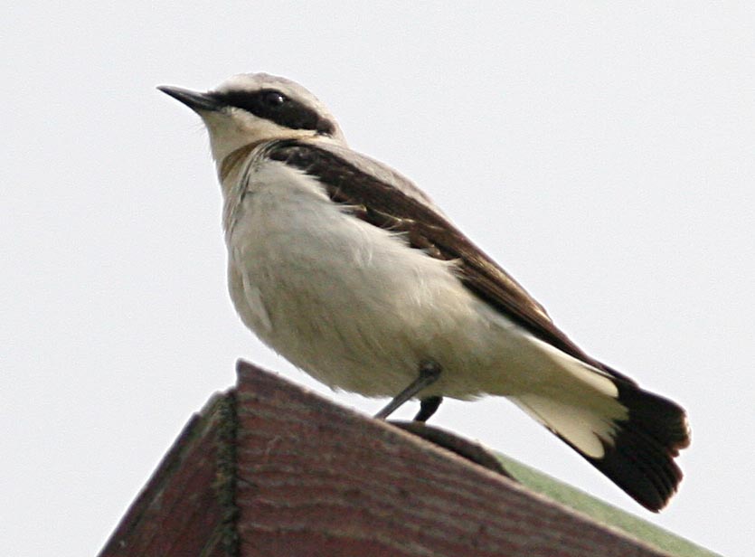   Oenanthe oenanthe Northern Wheatear