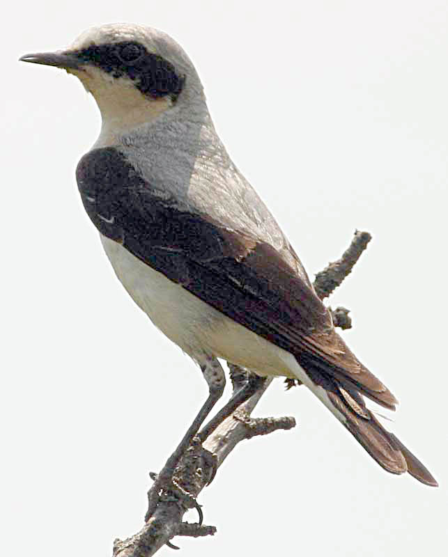   Oenanthe oenanthe Northern Wheatear