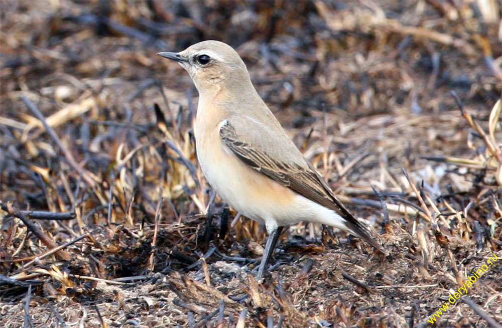   Oenanthe oenanthe Northern Wheatear