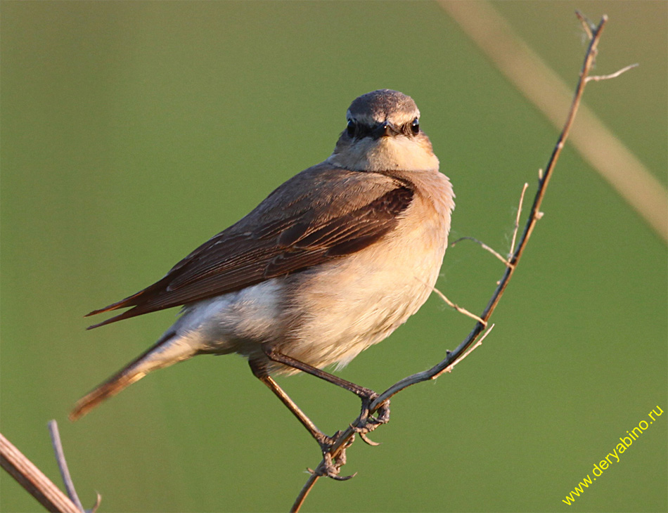   Oenanthe oenanthe Northern Wheatear