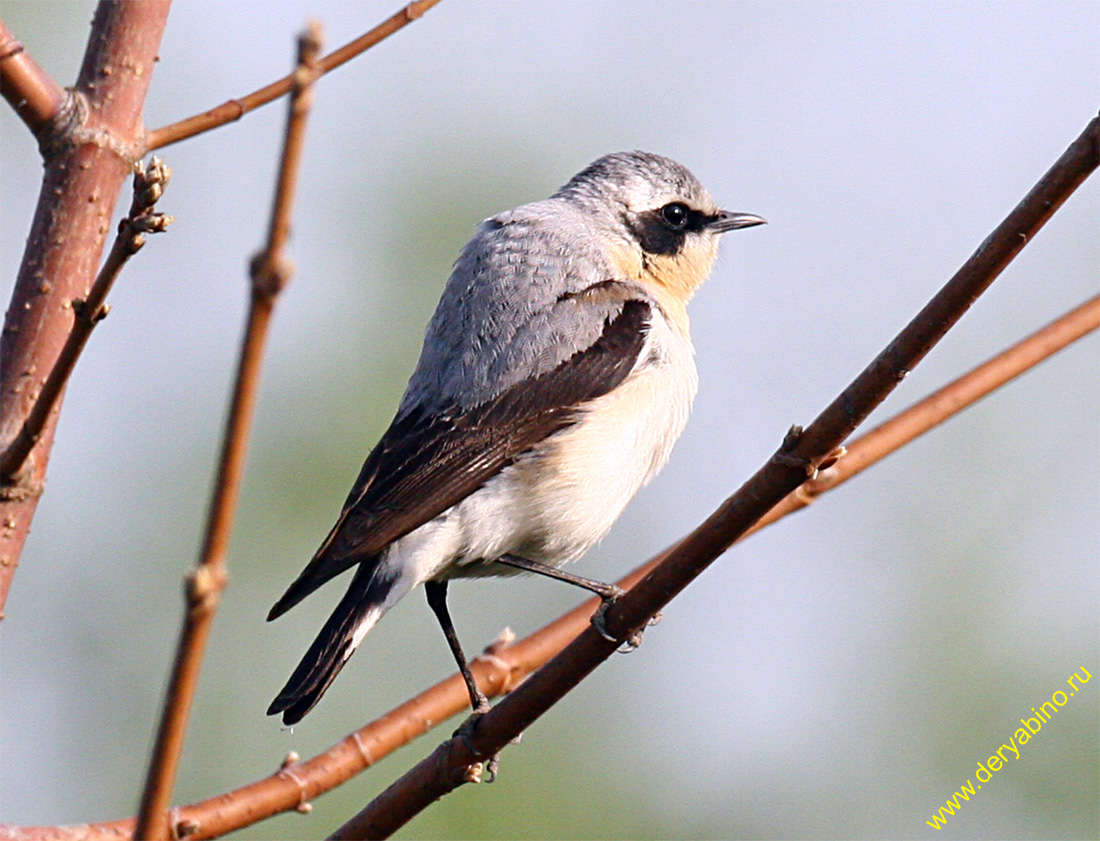   Oenanthe oenanthe Northern Wheatear