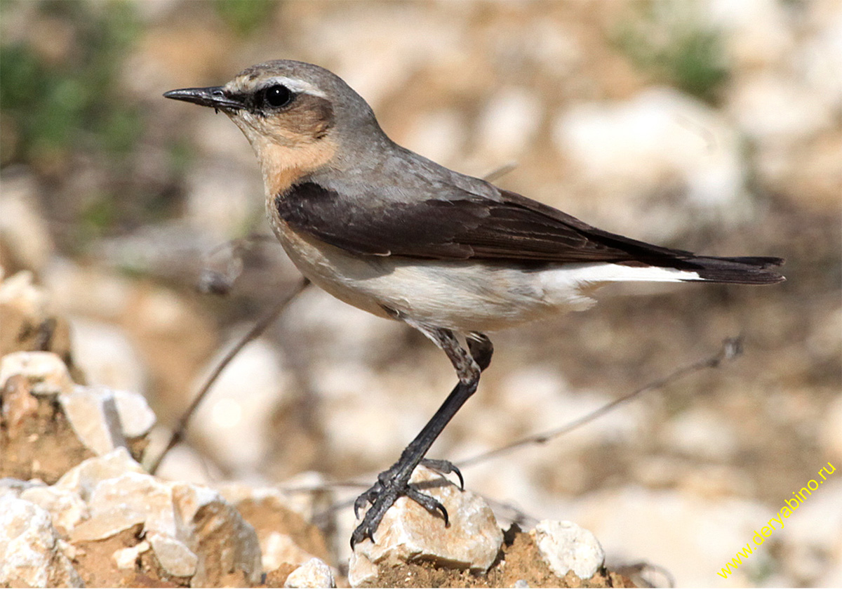   Oenanthe oenanthe Northern Wheatear